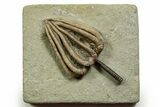 Fossil Crinoid (Agaricocrinus) - Crawfordsville, Indiana #371582-1